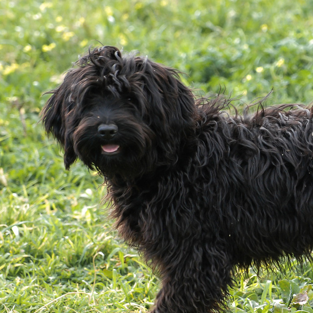 Portuguese Water Dog Our Girls