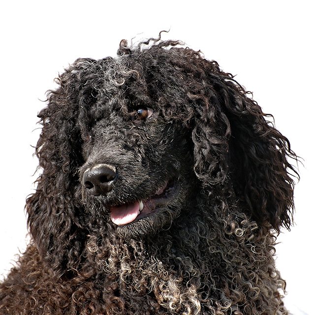 Portuguese Water Dog Our Girls