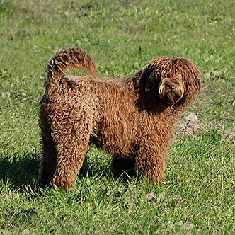 Alf Perfil - Cão de água português Alf Perfil - Cão de água português
