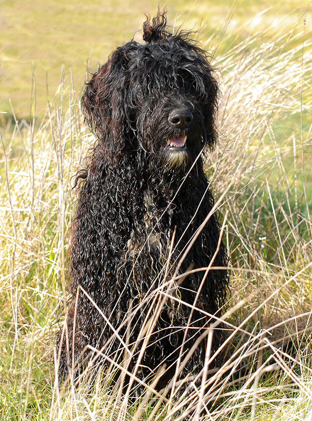 Fozzie Perfil - Cão de água português Fozzie Perfil - Cão de água português