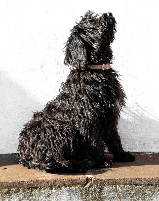 Portuguese Water Dog Our Girls