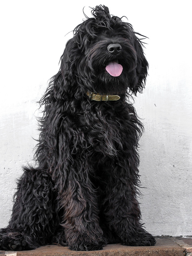 Portuguese Water Dog Our Girls