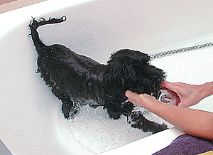 cão de água português no banho