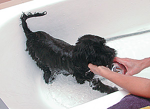 Hygiene of the Portuguese Water Dog