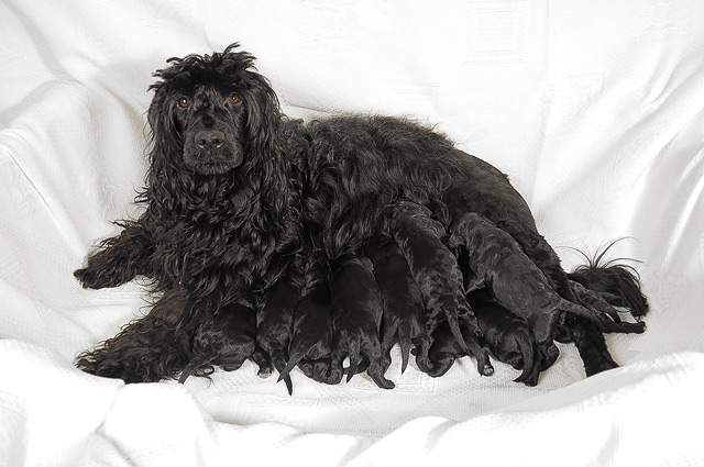 Portuguese Water Dog - Litter