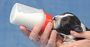 saúde - cão de água português
