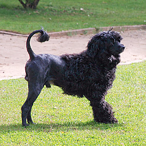 Corte do pêlo do cão de água português