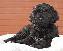 General Appearance of the Portuguese Water Dog