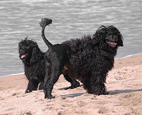 General Appearance of the Portuguese Water Dog