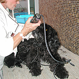 Portuguese Water Dog Coating and Hair