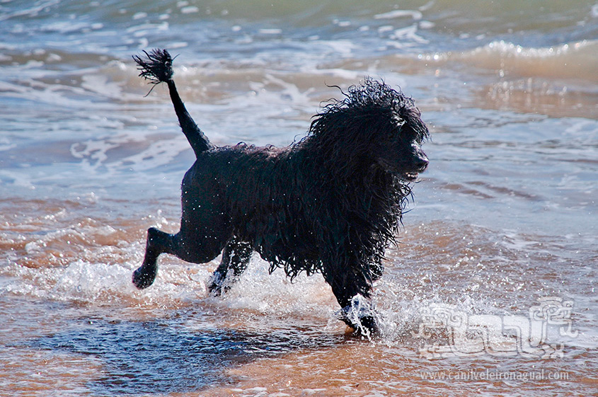 Cão de Água Português - Brincadeira na praia