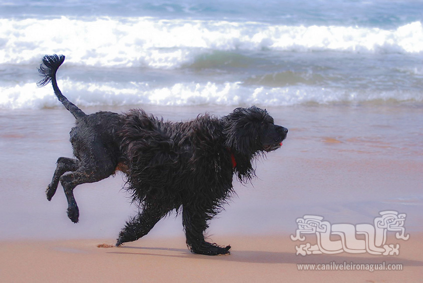 Cão de Água Português - Corrida