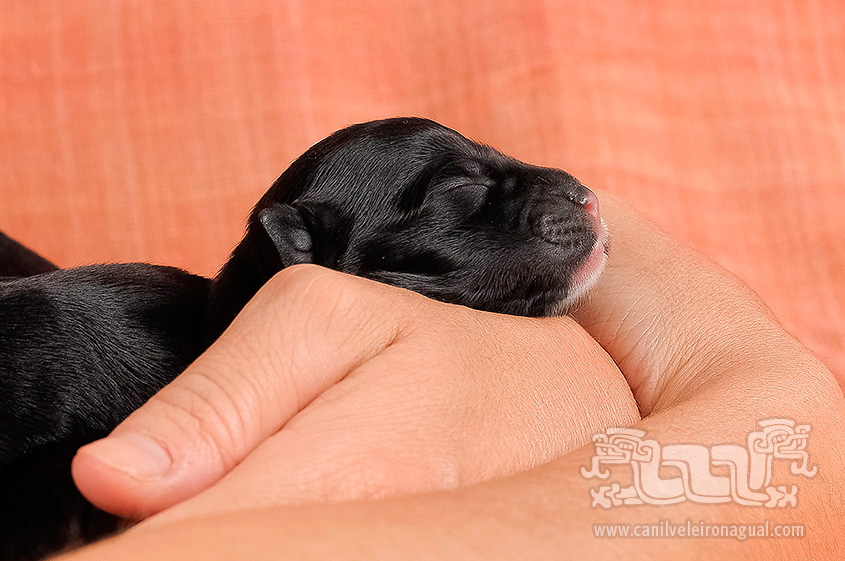 Portuguese Water Dog - Baby