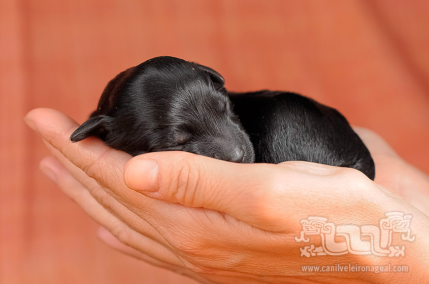 Portuguese Water Dog - Baby