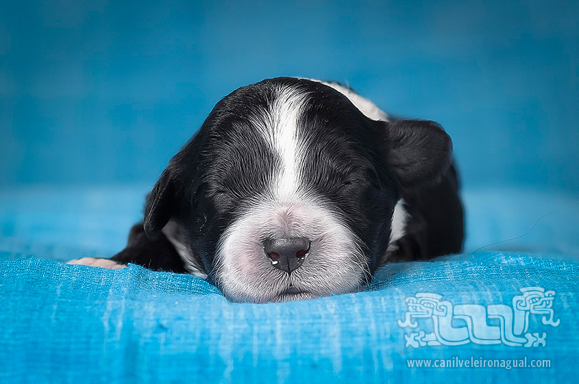 Portuguese Water Dog - Baby