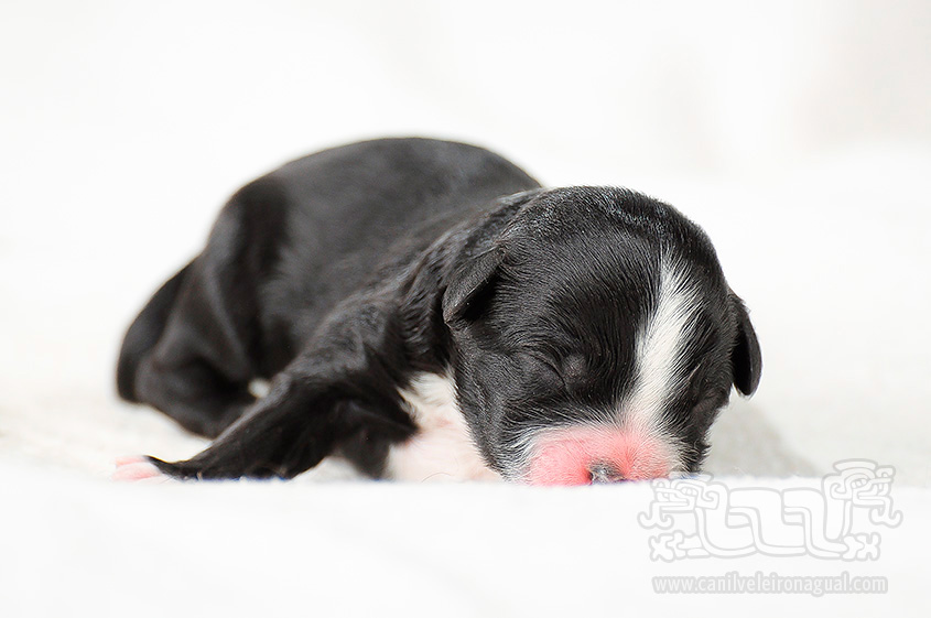 Portuguese Water Dog - Baby