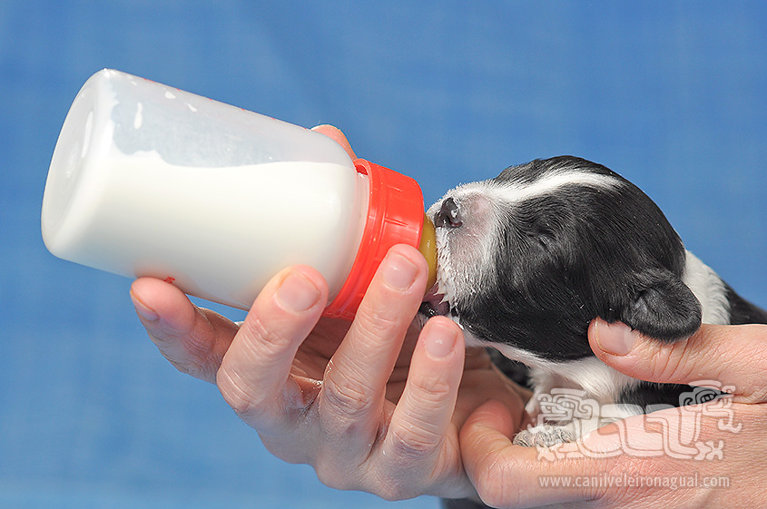 Cão de Água Português - Nutrição