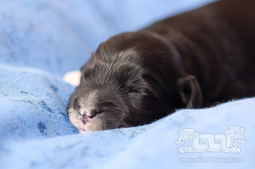 Cão de Água Português a dormir