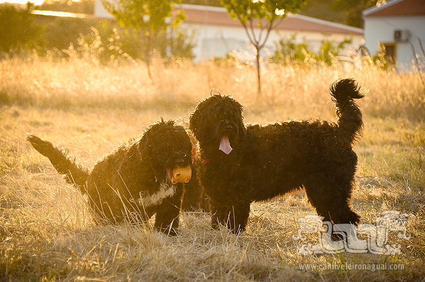 Cão de água português - Brincadeira Final de tarde