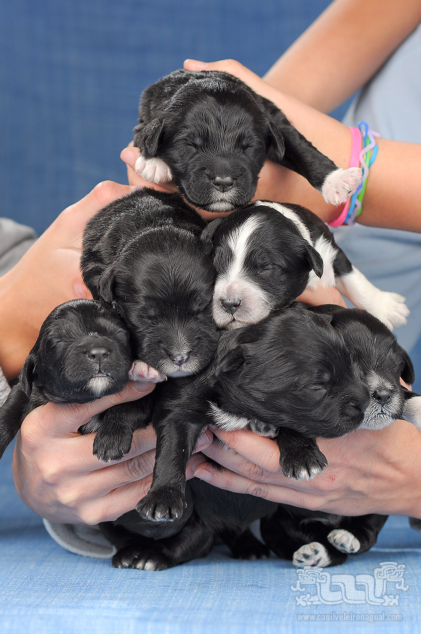 Ninhada Cão de Água Português