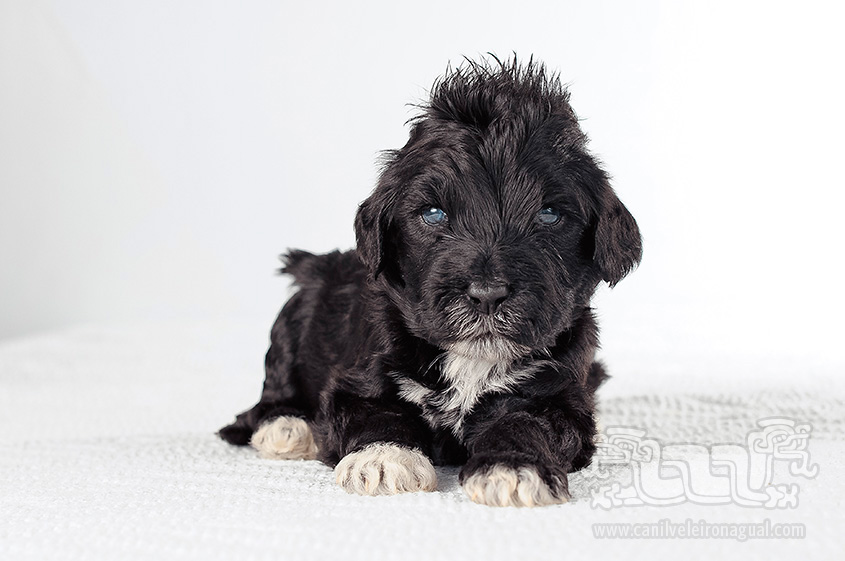 Portuguese Water Dog - Baby