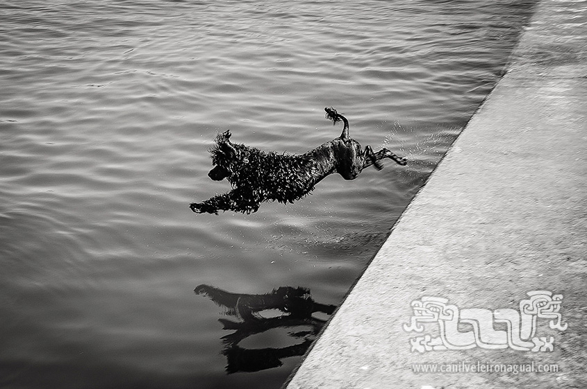 Cão de Água Português - Salto para a água