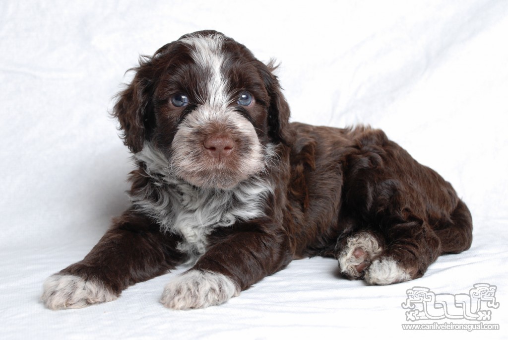 Coriander-5weeks (1)