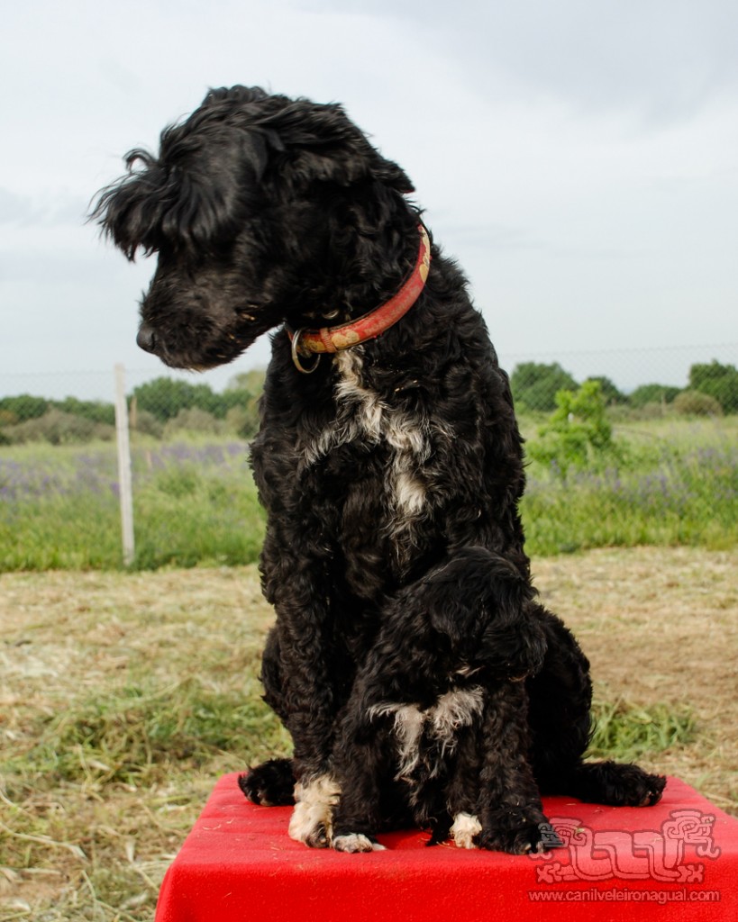 Adivinhem quem é o KONG...