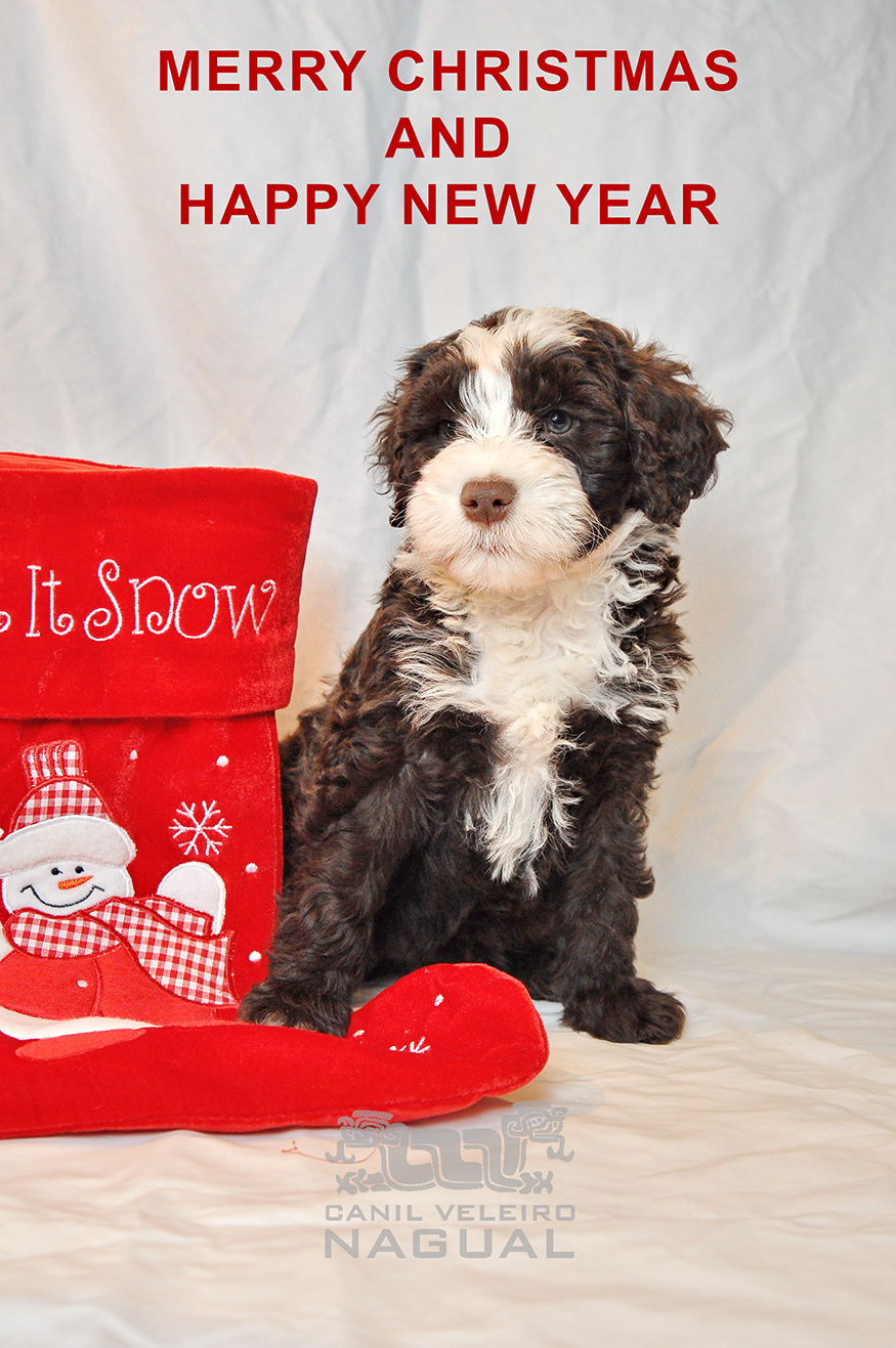 The Official Christmas Card