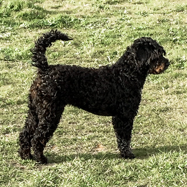 Cão de Água Português As nossas Cadelas