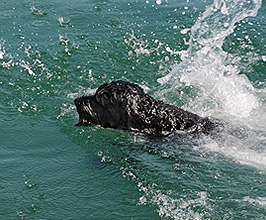 cão de água português a nadar