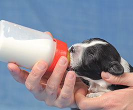 amamentação de cão de água português